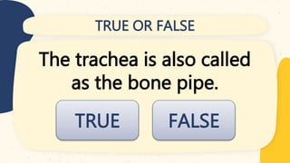 TRUE OR FALSE
The trachea is also called
as the bone pipe.
FALSE
TRUE
 