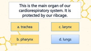 This is the main organ of our
cardiorespiratory system. It is
protected by our ribcage.
a. trachea
b. pharynx
c. larynx
d. lungs
 