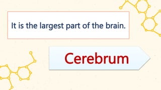 It is the largest part of the brain.
Cerebrum
 