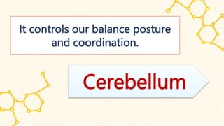 It controls our balance posture
and coordination.
Cerebellum
 