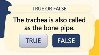 TRUE OR FALSE
The trachea is also called
as the bone pipe.
FALSE
TRUE
 