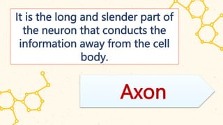 It is the long and slender part of
the neuron that conducts the
information away from the cell
body.
Axon
 