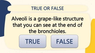 TRUE OR FALSE
Alveoli is a grape-like structure
that you can see at the end of
the bronchioles.
TRUE FALSE
 