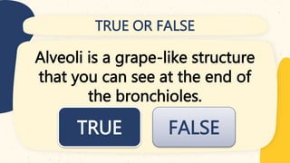 TRUE OR FALSE
Alveoli is a grape-like structure
that you can see at the end of
the bronchioles.
TRUE FALSE
 