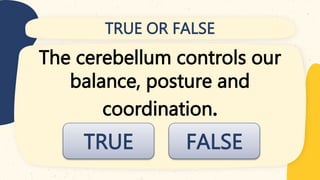 TRUE OR FALSE
The cerebellum controls our
balance, posture and
coordination.
FALSE
TRUE
 