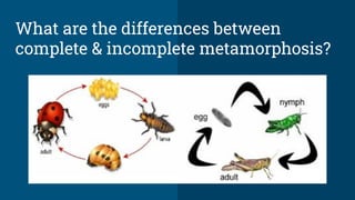 SCIENCE REVIEW GRADE 3 LIFE CYCLES OF PLANTS AND ANIMALS.pdf