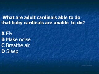 Show Answer What are adult cardinals able to do  that baby cardinals are unable  to do? A  Fly B  Make noise C  Breathe air D  Sleep 