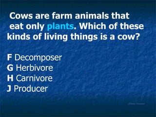 Show Answer Cows are farm animals that eat only  plants . Which of these  kinds   of living things is a cow? F  Decomposer G  Herbivore H  Carnivore J  Producer 