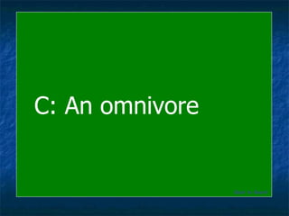 C: An omnivore Back to Board 