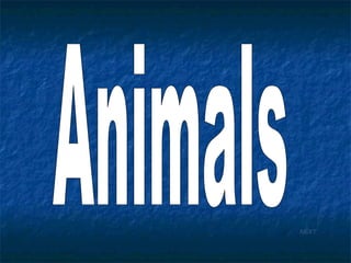 Animals NEXT 