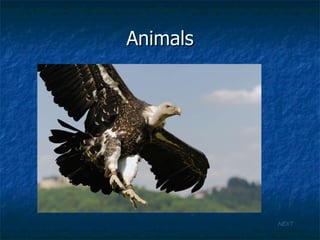 Animals NEXT 