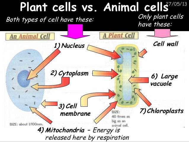 Junior Cycle Science Biology Humans As Organisms By Theresa Lowry