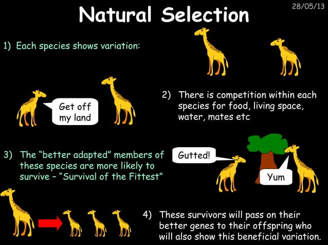Natural Selection Inheritance Example Png Junior Cycle Science. Biology. Inheritance and Selection. By Theresa ...