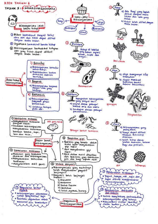 Science revisionnotesbyameerfirdaus