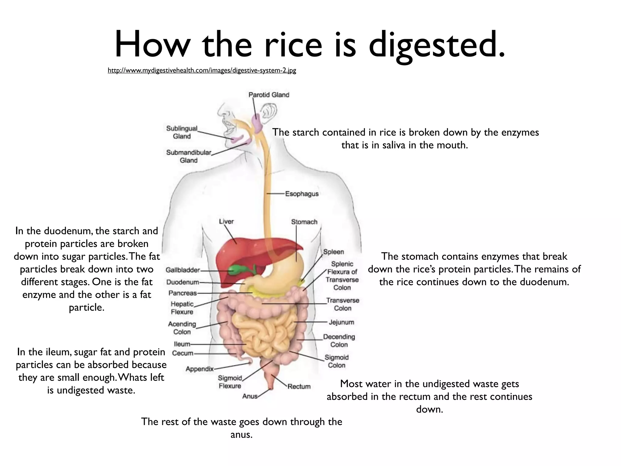 How the rice is digested.
                     http://www.mydigestivehealth.com/images/digestive-system-2.jpg




                                                                           The starch contained in rice is broken down by the enzymes
                                                                                          that is in saliva in the mouth.




In the duodenum, the starch and
   protein particles are broken
down into sugar particles. The fat                                                                The stomach contains enzymes that break
 particles break down into two                                                                 down the rice’s protein particles. The remains of
  different stages. One is the fat                                                               the rice continues down to the duodenum.
  enzyme and the other is a fat
              particle.



In the ileum, sugar fat and protein
particles can be absorbed because
they are small enough. Whats left
                                                                          Most water in the undigested waste gets
        is undigested waste.
                                                                       absorbed in the rectum and the rest continues
                                                                                           down.
                               The rest of the waste goes down through the
                                                   anus.
 
