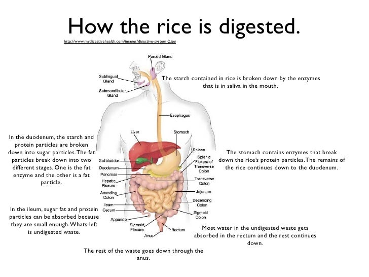 Science rice project