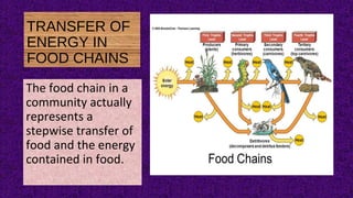 TRANSFER OF
ENERGY IN
FOOD CHAINS
The food chain in a
community actually
represents a
stepwise transfer of
food and the energy
contained in food.
 