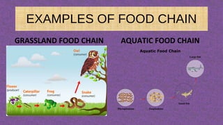 EXAMPLES OF FOOD CHAIN
GRASSLAND FOOD CHAIN AQUATIC FOOD CHAIN
 