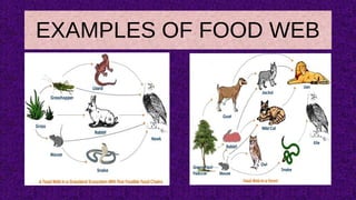 EXAMPLES OF FOOD WEB
 