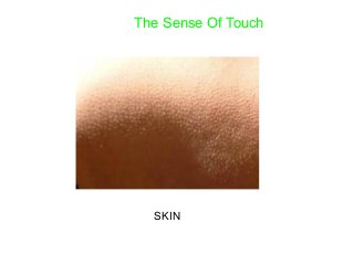The Sense Of Touch
SKIN
 