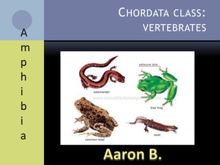 Animalia PhylumPlatyhelminthes, nematoda, annelida