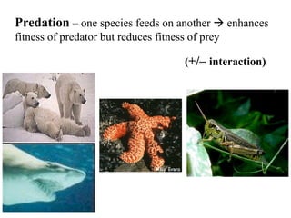 Predation  – one species feeds on another    enhances fitness of predator but reduces fitness of prey ( +/–  interaction) 