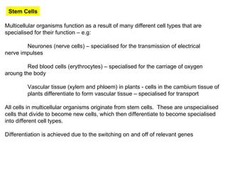 Stem Cells Multicellular organisms function as a result of many different cell types that are specialised for their function – e.g: Neurones (nerve cells) – specialised for the transmission of electrical  nerve impulses Red blood cells (erythrocytes) – specialised for the carriage of oxygen  aroung the body Vascular tissue (xylem and phloem) in plants - cells in the cambium tissue of  plants differentiate to form vascular tissue – specialised for transport All cells in multicellular organisms originate from stem cells.  These are unspecialised cells that divide to become new cells, which then differentiate to become specialised into different cell types. Differentiation is achieved due to the switching on and off of relevant genes 
