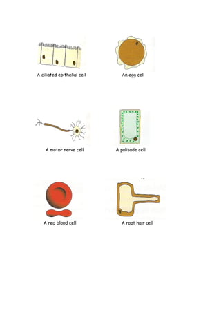A ciliated epithelial cell      An egg cell




    A motor nerve cell       A palisade cell




   A red blood cell            A root hair cell
 