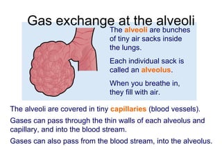 Gas exchange at the alveoli The  alveoli  are bunches of tiny air sacks inside the lungs.  Each individual sack is called an  alveolus . When you breathe in, they fill with air. The alveoli are covered in tiny  capillaries  (blood vessels). Gases can pass through the thin walls of each alveolus and capillary, and into the blood stream.  Gases can also pass from the blood stream,   into the alveolus.  