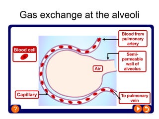 Gas exchange at the alveoli 