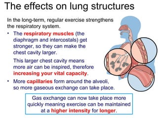 The effects on lung structures The  respiratory muscles  (the diaphragm and intercostals) get stronger, so they can make the chest cavity larger. This larger chest cavity means more air can be inspired, therefore  increasing your vital capacity . More  capillaries   form around the alveoli,  so more gaseous exchange can take place. In the long-term, regular exercise strengthens the respiratory system. Gas exchange can now take place more quickly meaning exercise can be maintained at a  higher intensity  for  longer . 