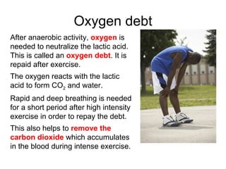 Oxygen debt After anaerobic activity,  oxygen  is needed to neutralize the lactic acid. This is called an  oxygen debt . It is repaid after exercise. The oxygen reacts with the lactic acid to form CO 2  and water. Rapid and deep breathing is needed for a short period after high intensity exercise in order to repay the debt. This also helps to  remove the carbon dioxide  which accumulates in the blood during intense exercise. 