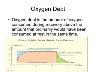 Oxygen Debt Oxygen debt is the amount of oxygen consumed during recovery above the amount that ordinarily would have been consumed at rest in the same time.  
