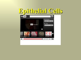 Epithelial Cells 