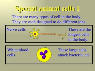 Special animal cells 1 These are the longest cells in the body.   Nerve cells There are many types of cell in the body. They are each designed to do different jobs. White blood cells These large cells attack bacteria, etc. 