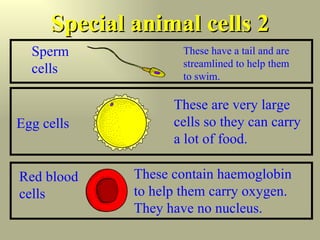 Special animal cells 2 Sperm cells These have a tail and are streamlined to help them to swim. Egg cells These are very large cells so they can carry a lot of food. Red blood cells These contain haemoglobin to help them carry oxygen. They have no nucleus. 