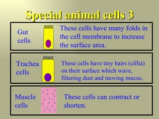 Special animal cells 3 Gut cells These cells have many folds in the cell membrane to increase the surface area. Trachea cells These cells have tiny hairs (cillia) on their surface which wave, filtering dust and moving mucus. Muscle cells These cells can contract or shorten. 