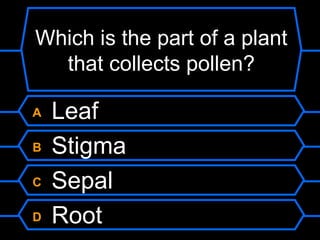 Which is the part of a plant that collects pollen? A  Leaf B  Stigma C  Sepal D  Root 