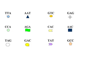 TTA   AAT   GTC   GAG



CCA   AGA   CAC   AAC



TAG   GAC   TAT   GCC
 