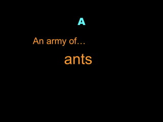 A ,[object Object],ants 