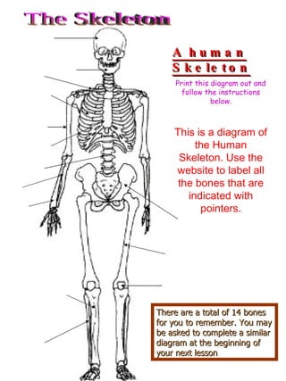 A human Skeleton Print this diagram out and follow the instructions below. This is a diagram of the Human Skeleton. Use the website to label all the bones that are indicated with pointers. There are a total of 14 bones for you to remember. You may be asked to complete a similar diagram at the beginning of your next lesson The Skeleton 