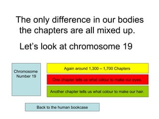 The only difference in our bodies the chapters are all mixed up.  Let’s look at chromosome 19  Chromosome  Number 19 Again around 1,300 – 1,700 Chapters  One chapter tells us what colour to make our eyes.  Another chapter tells us what colour to make our hair.  Back to the human bookcase 
