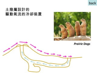 土撥屬設計的 驅動氣流的冷卻裝置 back Prairie Dogs  