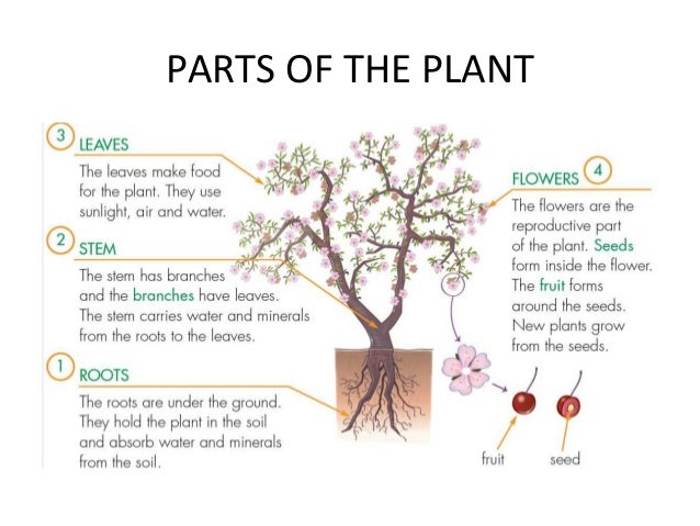 Sciences plants t 3 diagram of a radish plant 