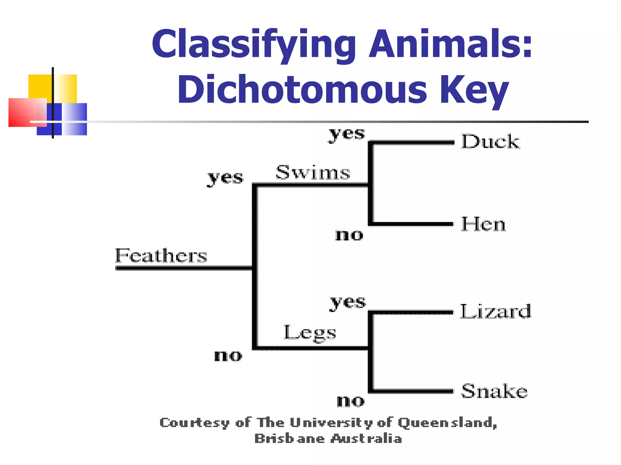 Classifying Animals: Dichotomous Key 