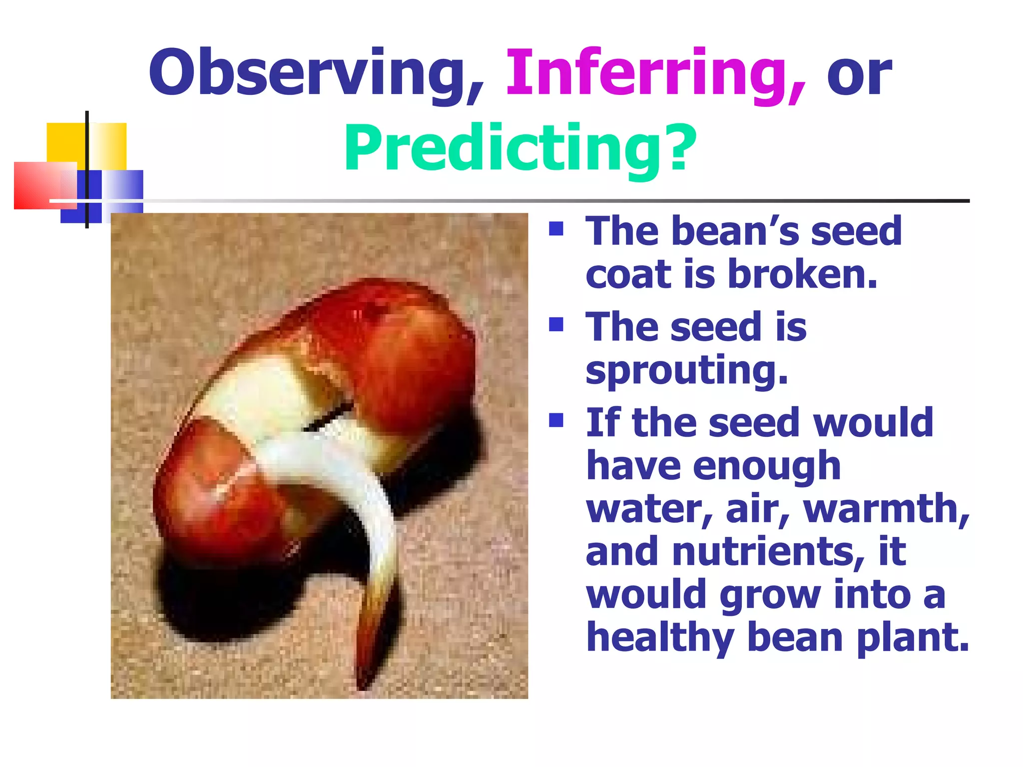 Observing,  Inferring,  or  Predicting? The bean’s seed coat is broken.  The seed is sprouting. If the seed would have enough water, air, warmth, and nutrients, it would grow into a healthy bean plant. 