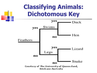 Classifying Animals: Dichotomous Key 