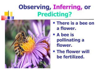 Observing,  Inferring,  or  Predicting? There is a bee on a flower. A bee is pollinating a flower. The flower will be fertilized. 