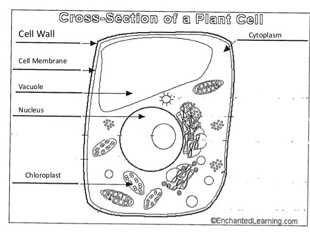 Science STAAR Review 2013