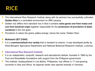 Golden Rice In India Science and technology | PDF